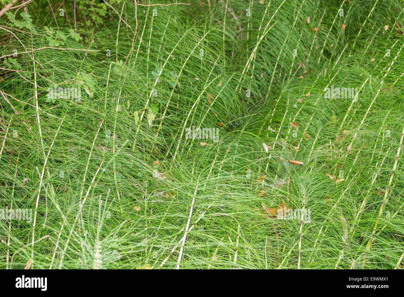 Mauvaises herbes vertes et des brins d'herbe de prendre une texture de fond de verdure. Tiges blanches fait irregularg et formes géométriques Banque D'Images