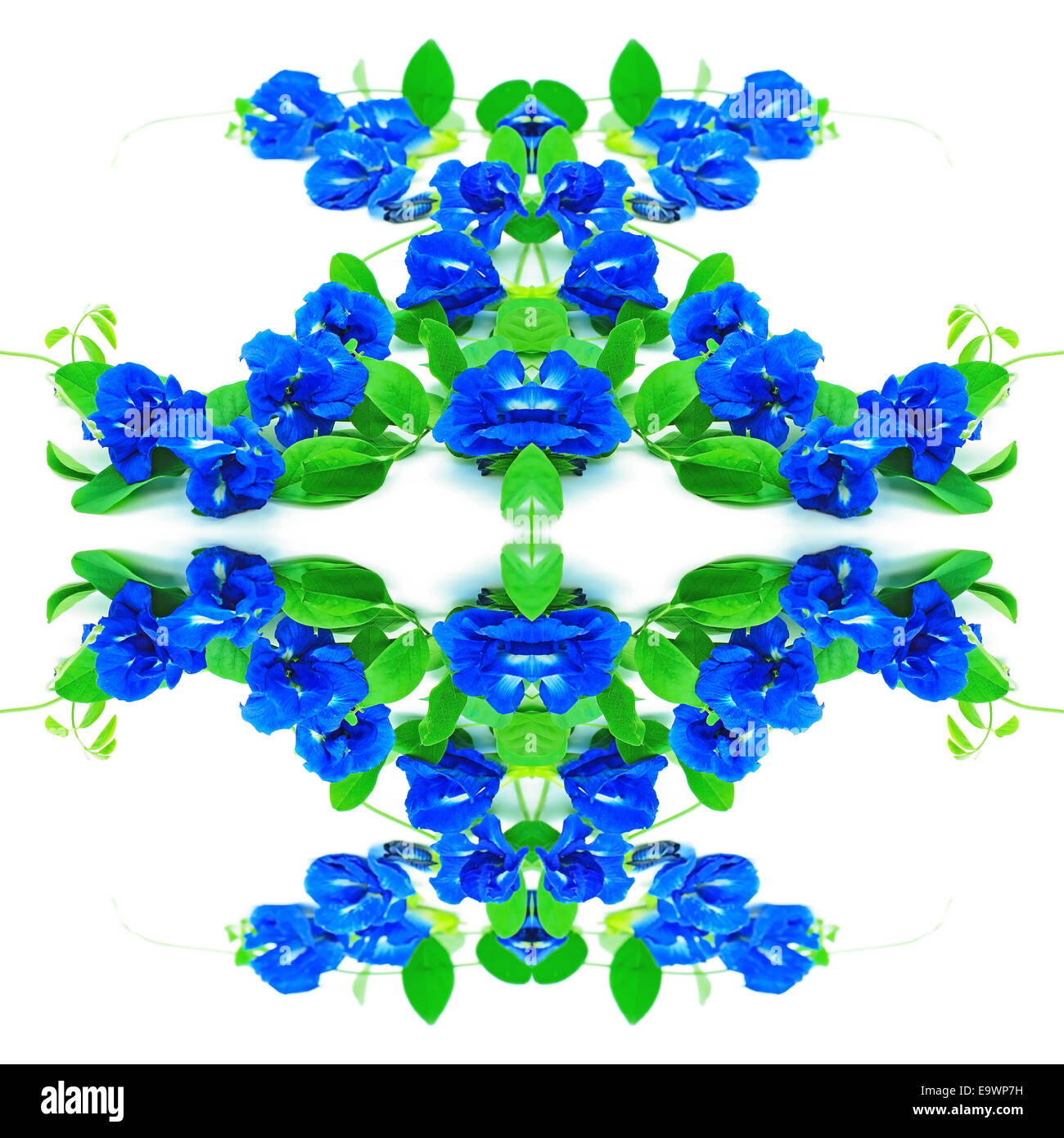 Motif transparente faite de fleur bleue, Papillon, pois, pois bleu Pigeon Wings Banque D'Images