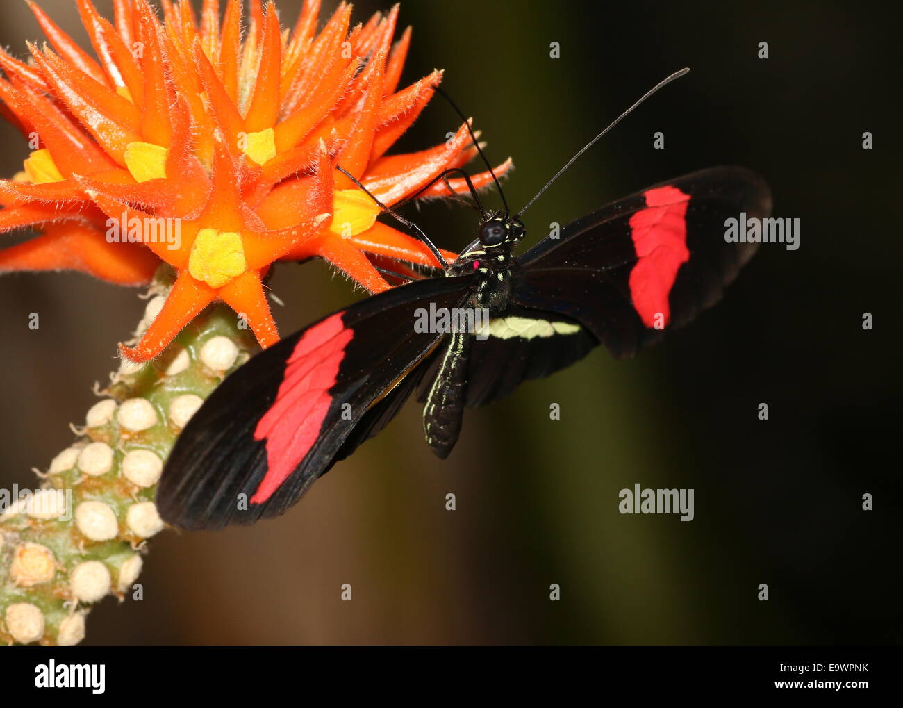 Nouveau Monde Facteur rouge ou petit Postman butterfly (Heliconius erato), se nourrissant de l'exotisme tropical flower Banque D'Images