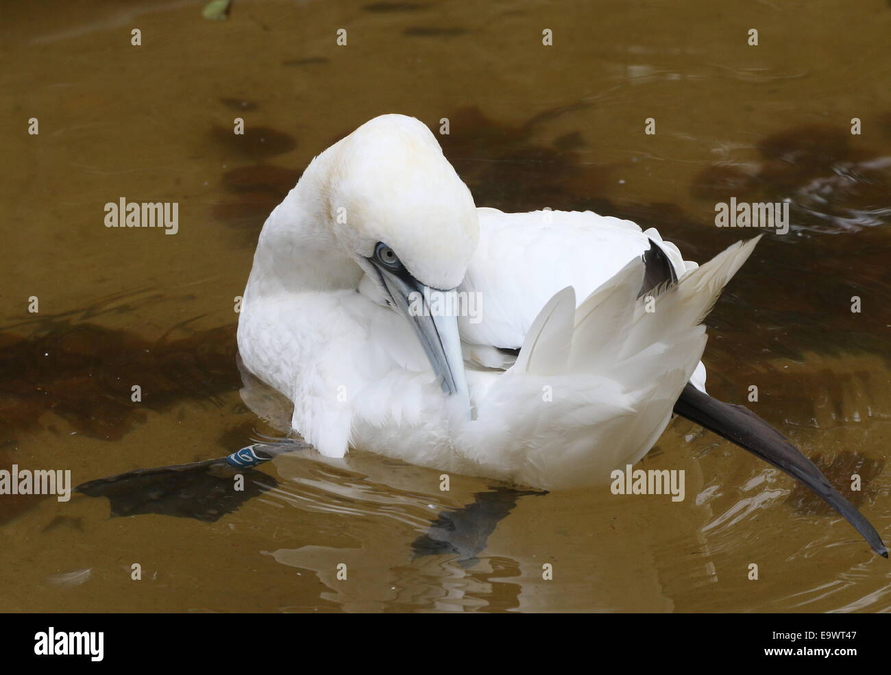 Fou de Bassan (Morus bassanus) dans l'eau se lissant ses plumes Banque D'Images