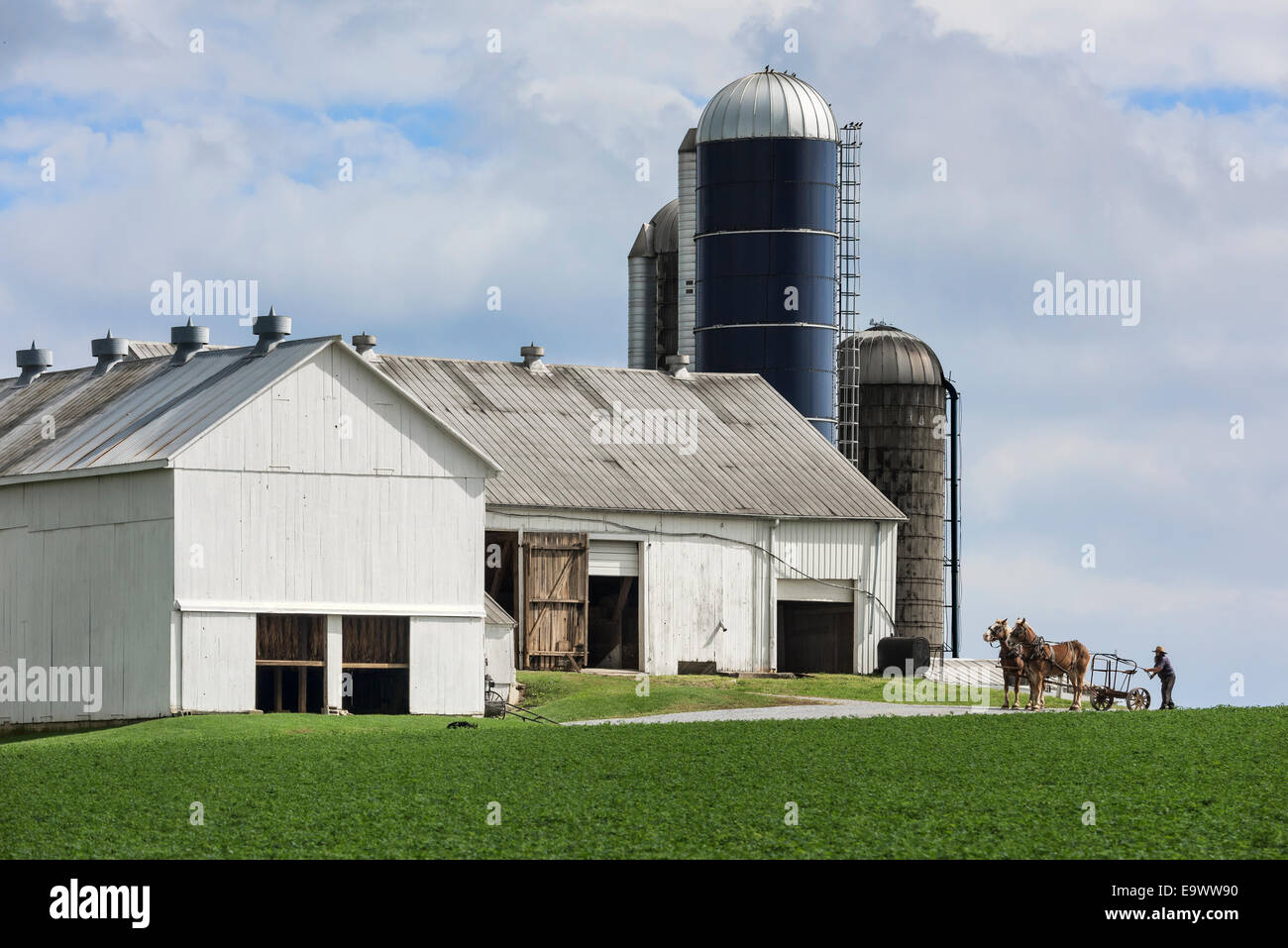 Les attelages de chevaux un fermier Amish drwan panier sur sa ferme, Vertou, Lancaster, Pennsylvanie, USA Banque D'Images