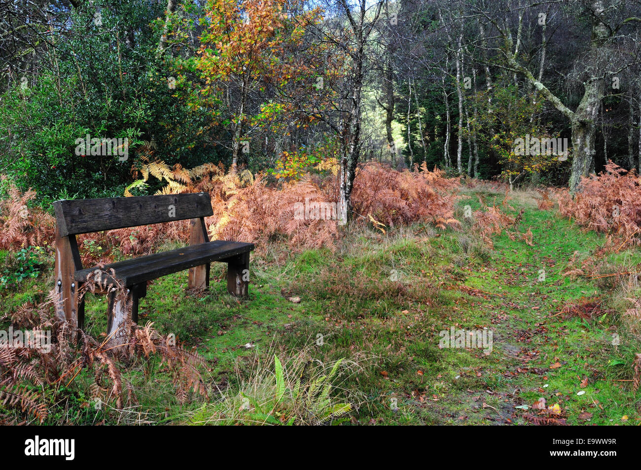 Banc en bois dans les bois de la forêt de Brechfa automne Carmarthenshire Wales Cymru UK GO Banque D'Images