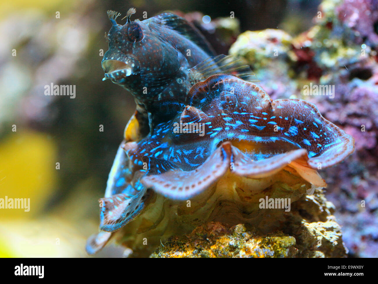 Blennies étoilé Clam Maxima Tridacna maxima Banque D'Images