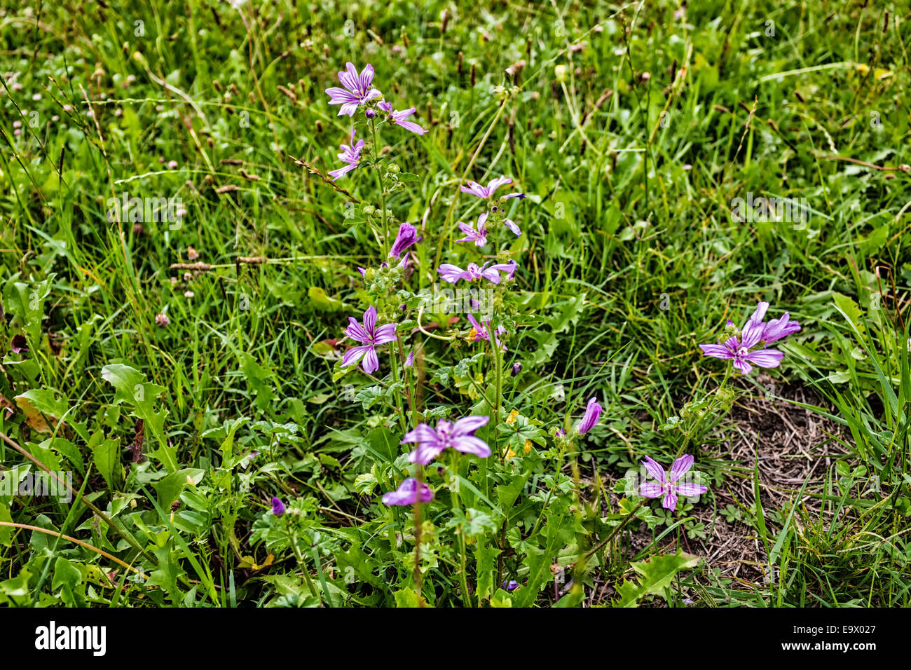 Fleurs fuchsia pays sur des mauvaises herbes vertes et des brins d'herbe de prendre une texture de fond de verdure. Banque D'Images
