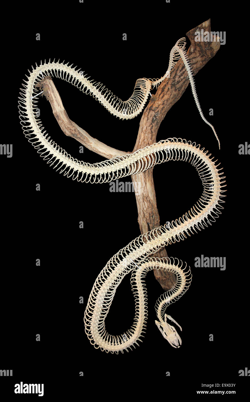 Python birman Python bivittatus squelette Banque D'Images