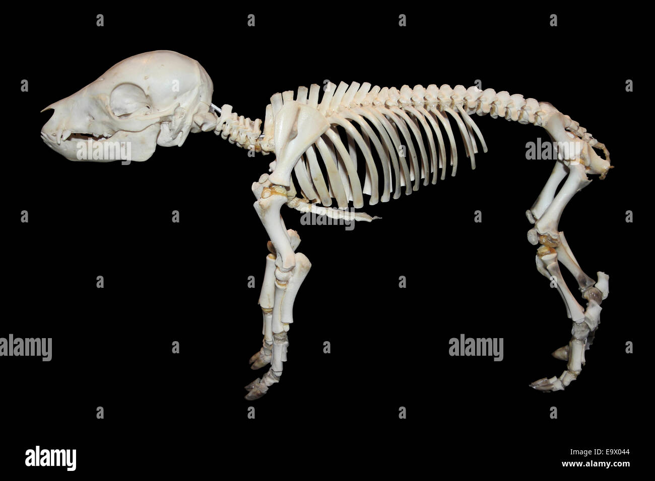 Squelette d'un porcelet Banque D'Images