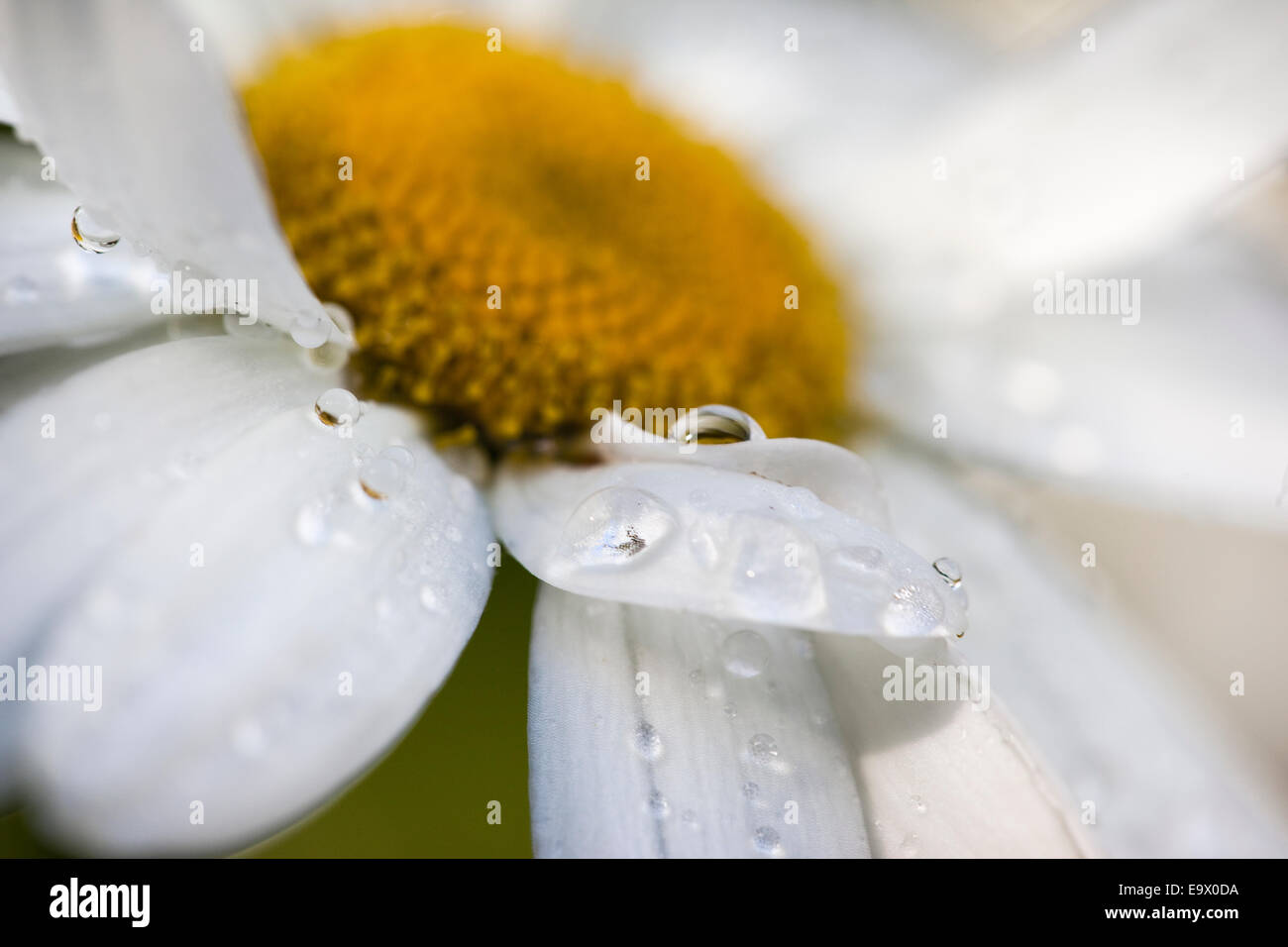 Daisy cultivée, détail, en bordure de jardin après la pluie, Royaume-Uni, août 2010 Banque D'Images