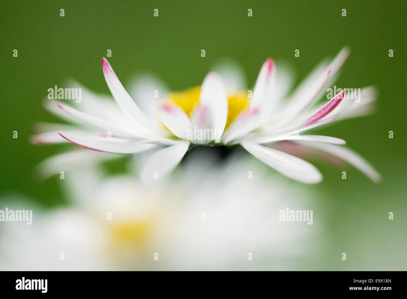 Bellis perennis (Daisy), Royaume-Uni Banque D'Images