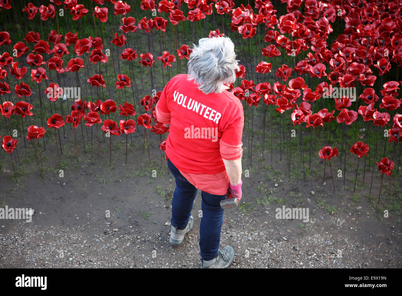 Un bénévole à la recherche à la mer de pavots rouge devant elle. Banque D'Images