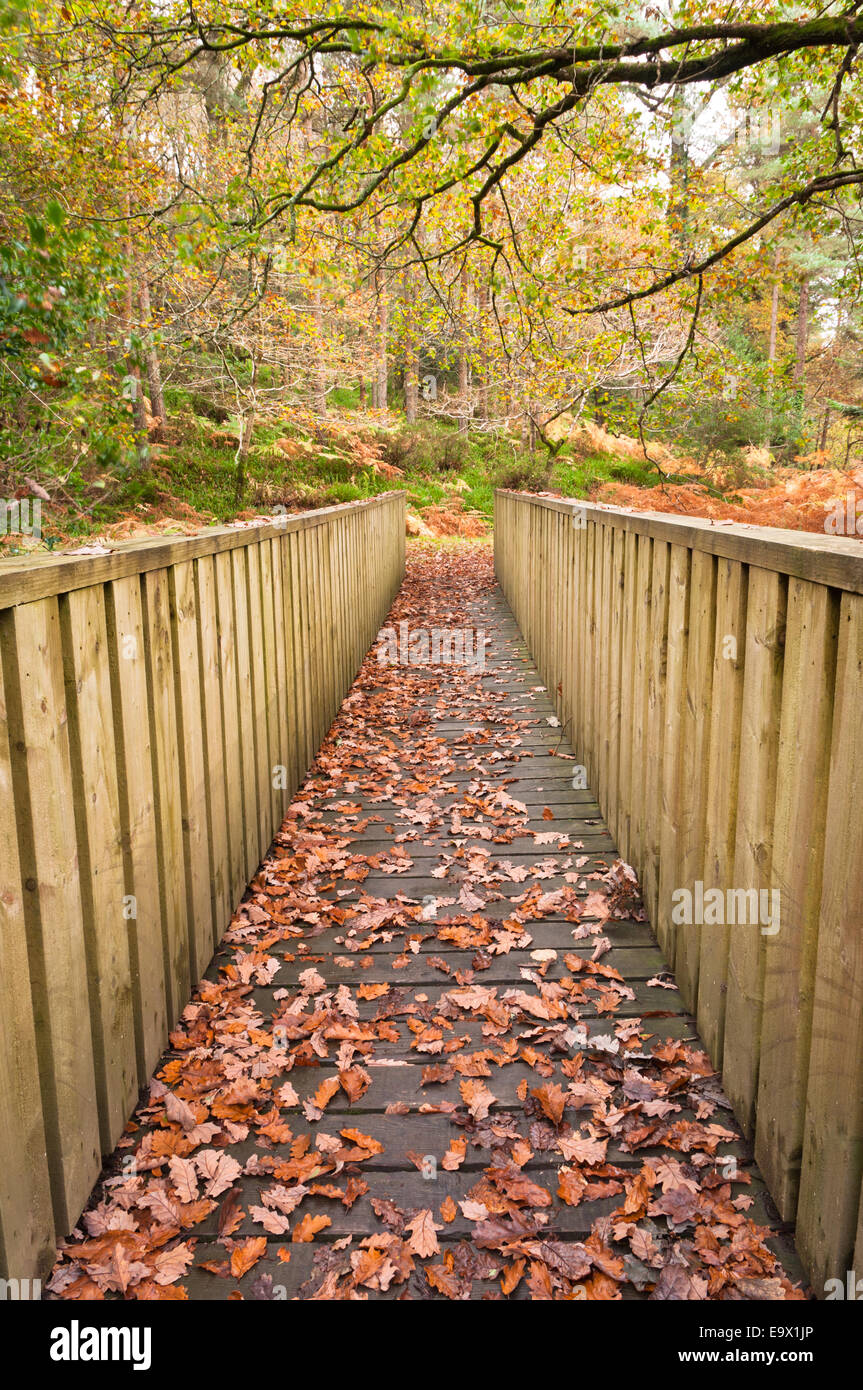 Passerelle en bois à l'automne Park Banque D'Images