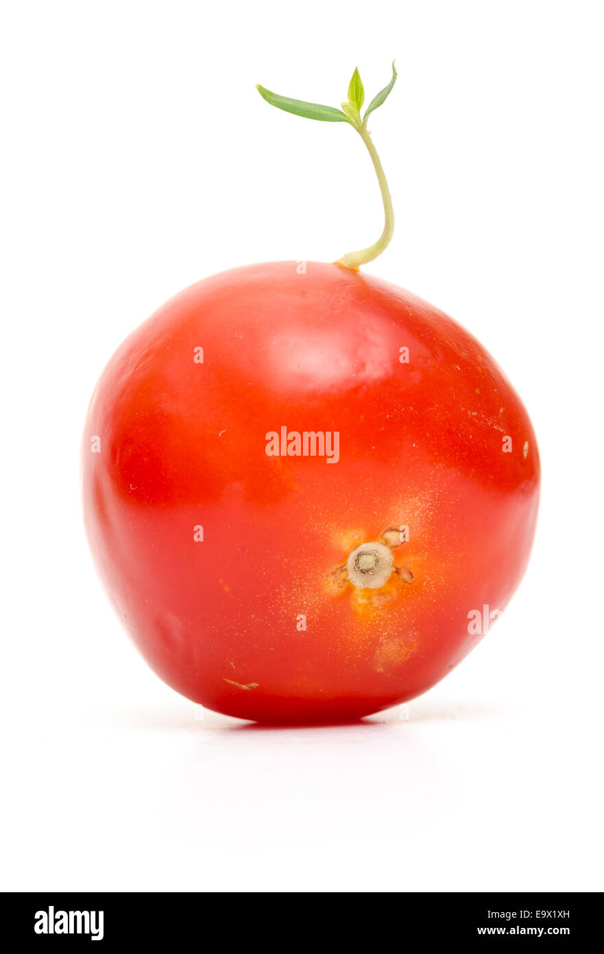 Une graine de tomate a germé alors que toujours dans le fruit. Banque D'Images