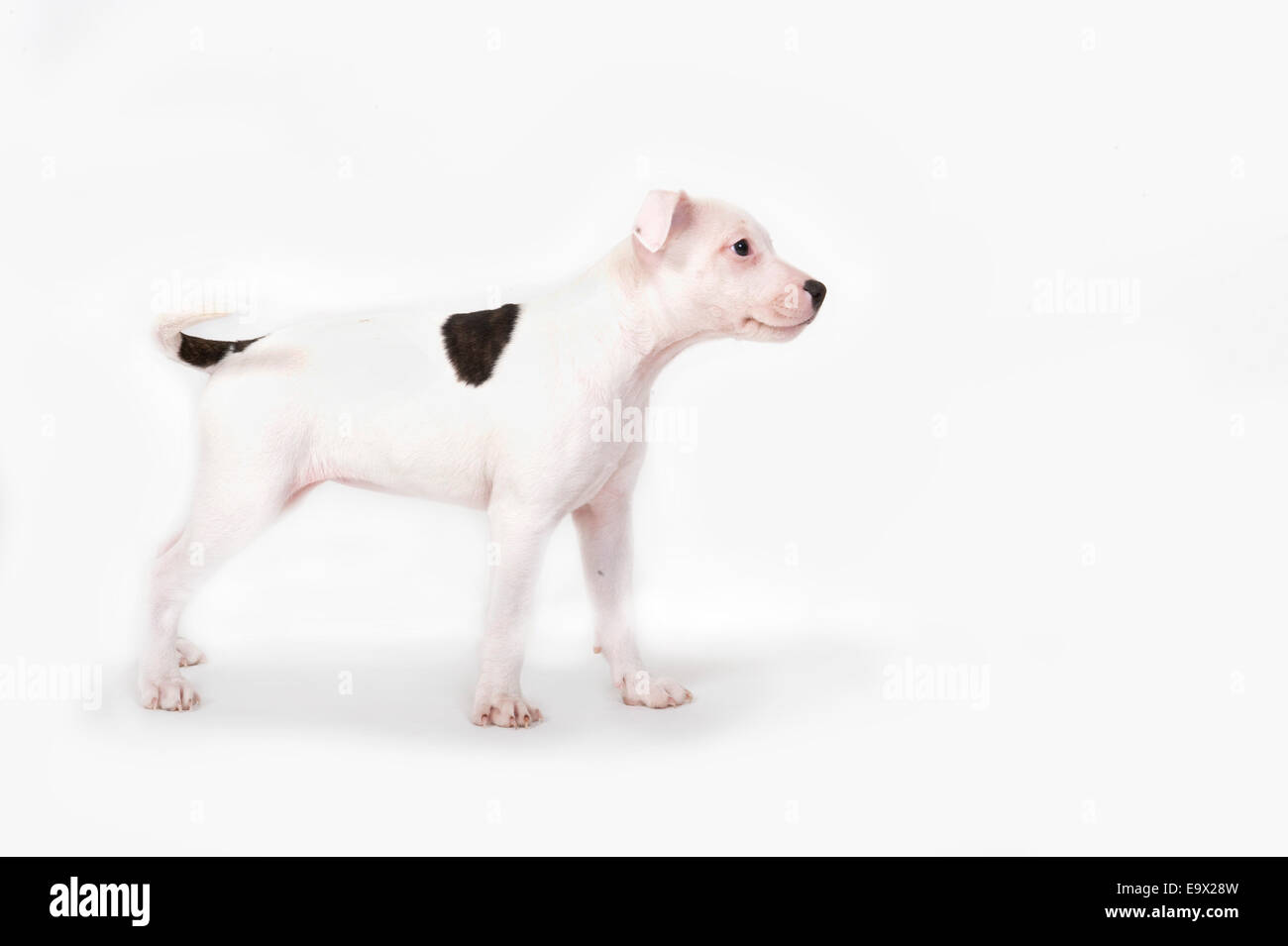 9 semaine vieux chiot Staffy Banque D'Images