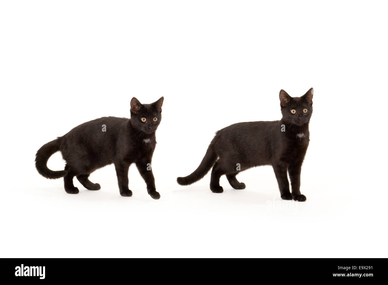 Chaton de 6 mois UK Banque D'Images