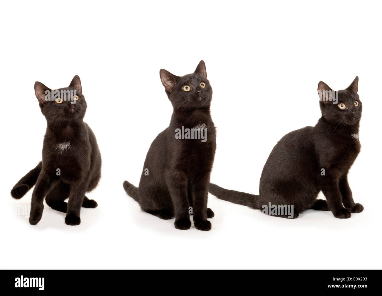 Chaton de 6 mois UK Banque D'Images