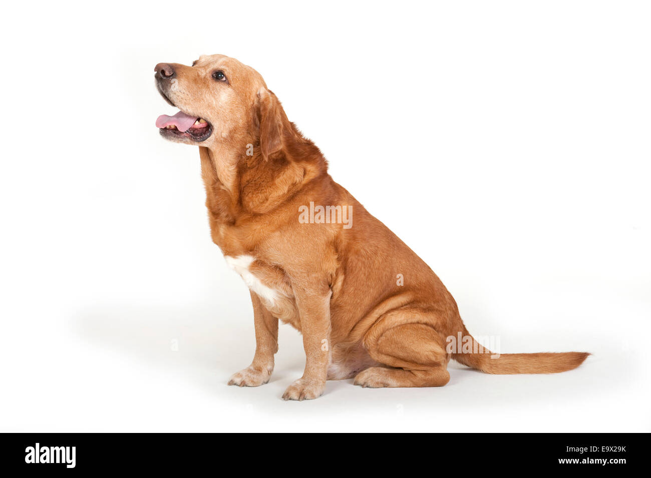 Labrador Chien dans studio UK Banque D'Images