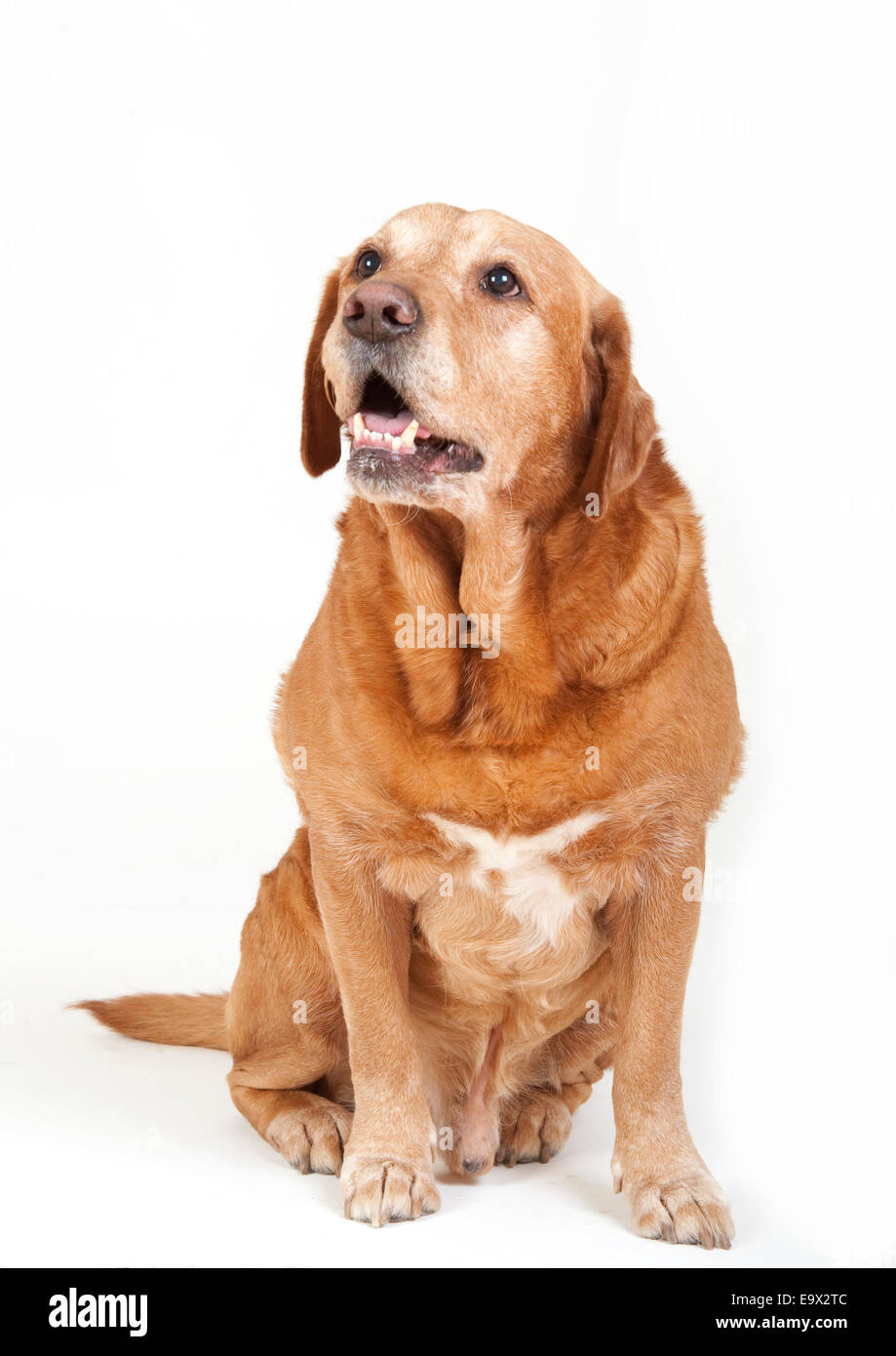 Labrador Chien dans studio UK Banque D'Images
