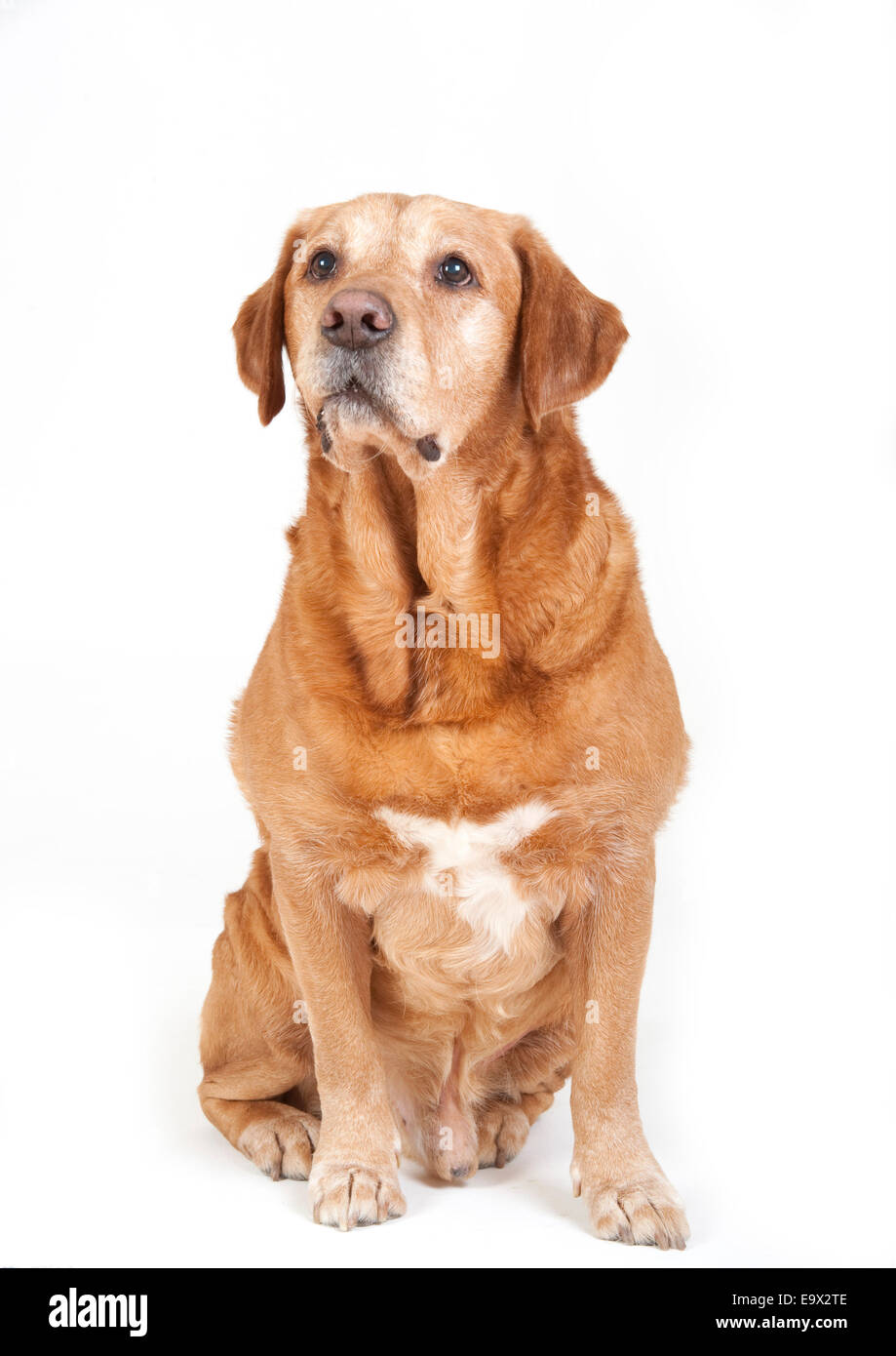 Labrador Chien dans studio UK Banque D'Images