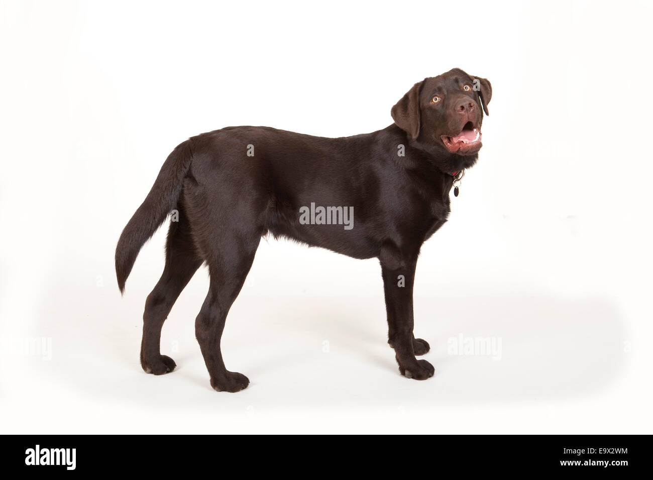 Chien Labrador de 6 mois en studio UK Banque D'Images