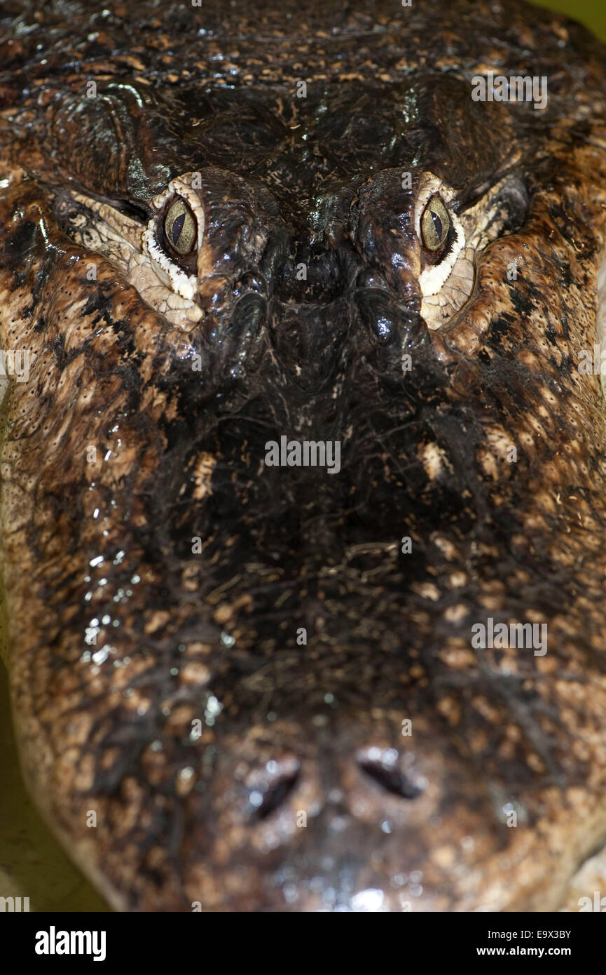 Alligator Alligator mississippiensis Banque D'Images