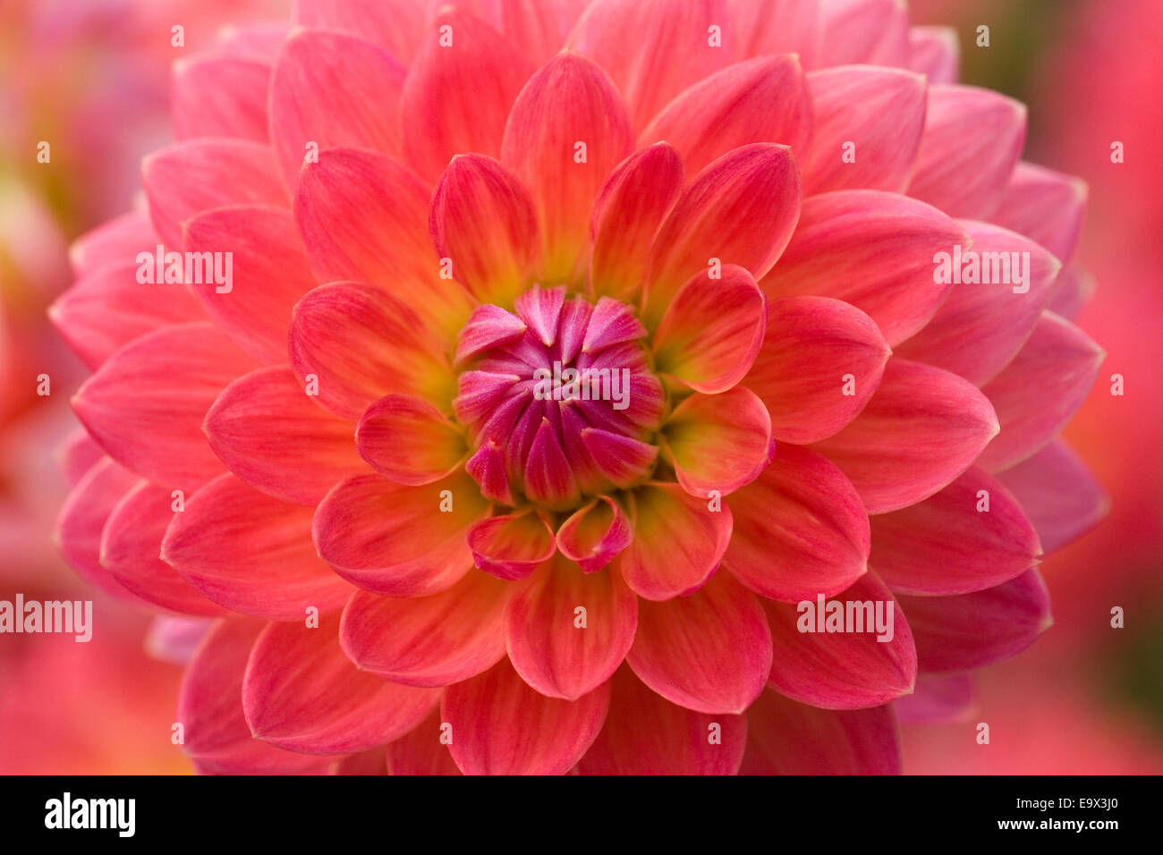 Dahlia 'Kilburn Rose'. Dahlia nénuphar close up. Banque D'Images