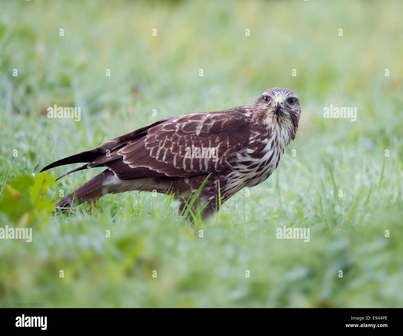 Wild Buse variable, Buteo buteo sur sol nourrir Banque D'Images