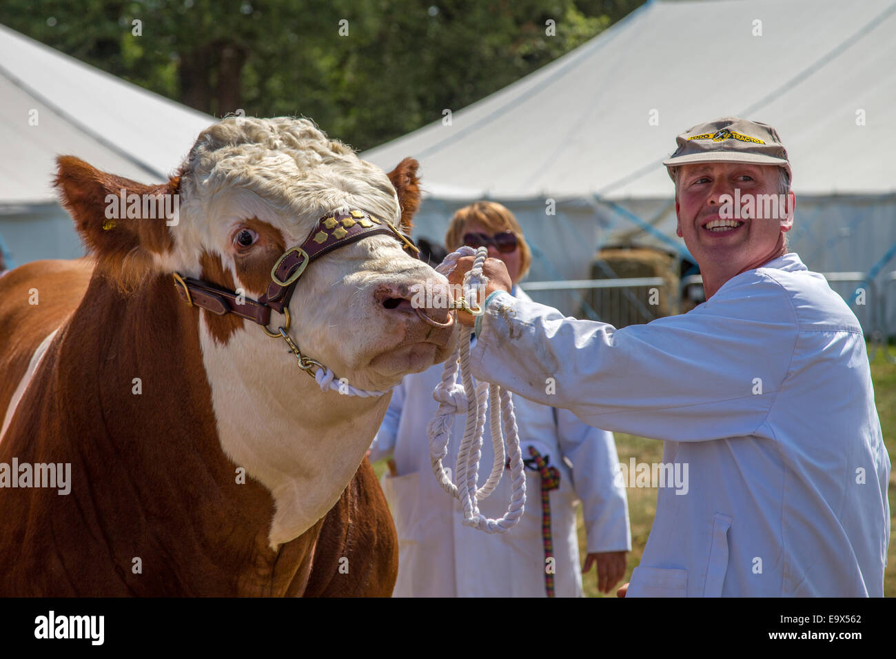 Vache Hereford présentée à la nouvelle forêt Show 2014, Hampshire, Angleterre Banque D'Images