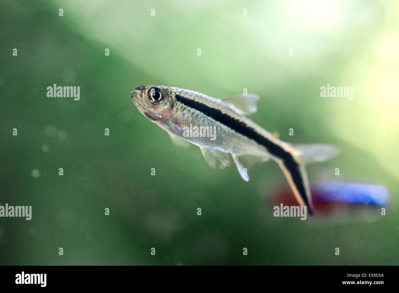 Thayeria Boehlkei poissons Tetra pingouin Banque D'Images