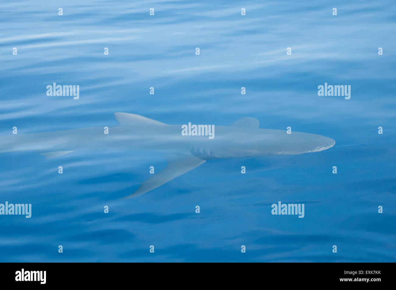 Requin Galapagos au large de la côte d'Hawaï Banque D'Images