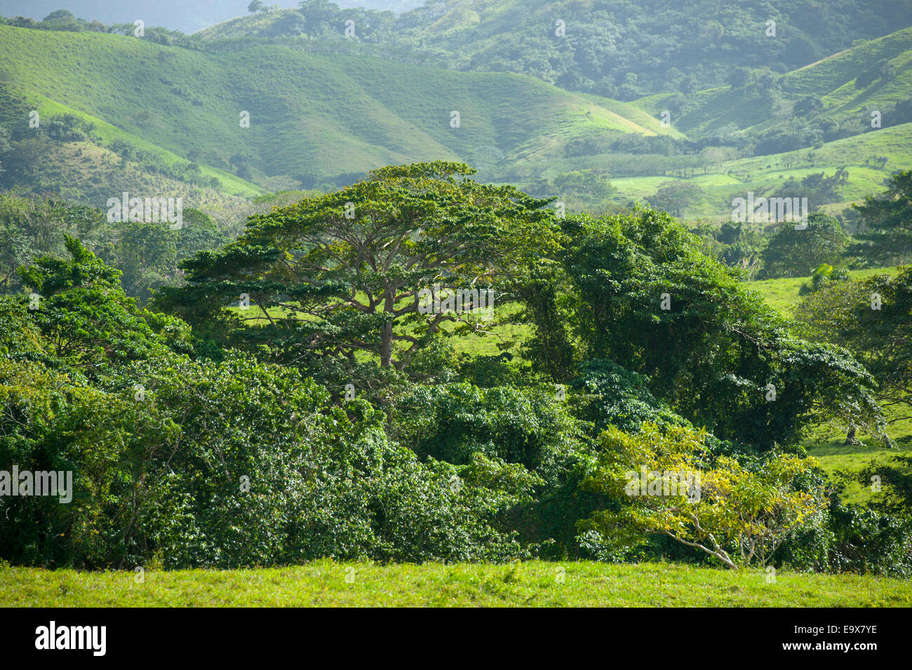 Dominikanische Republik, osten, landschaft être el Cedro Banque D'Images