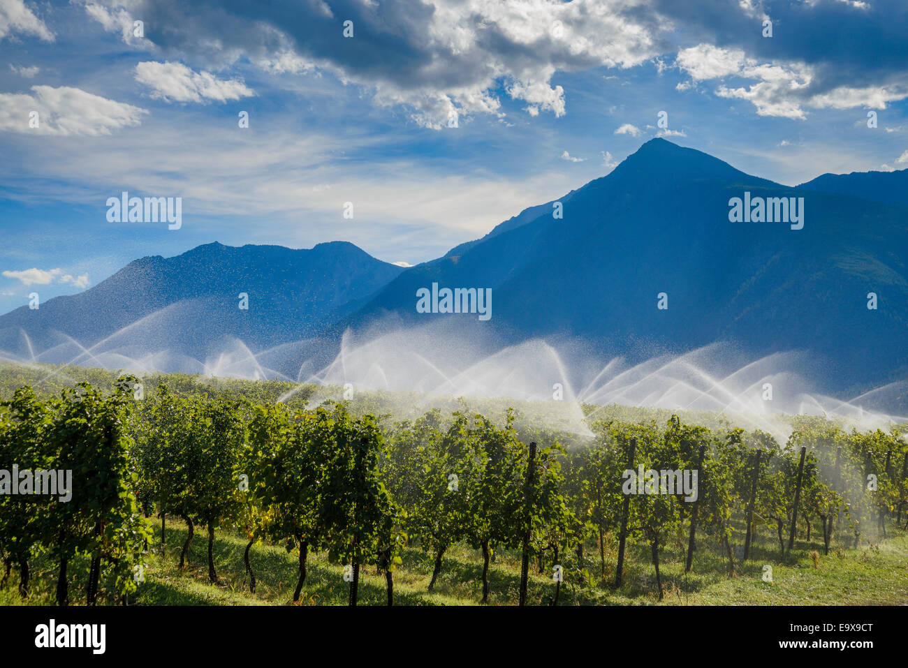 Rocky Ridge Vineyards, Cawston, Similkameen Valley, British Columbia, Canada Banque D'Images