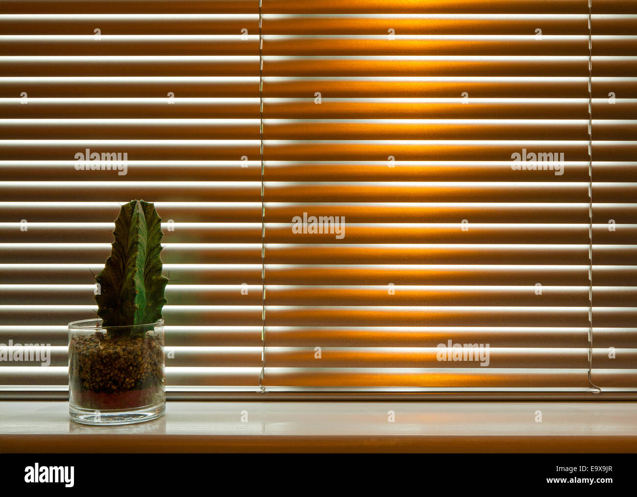Cactus sur un rebord de fenêtre avec stores comme arrière-plan comme la lumière brille à travers. Banque D'Images
