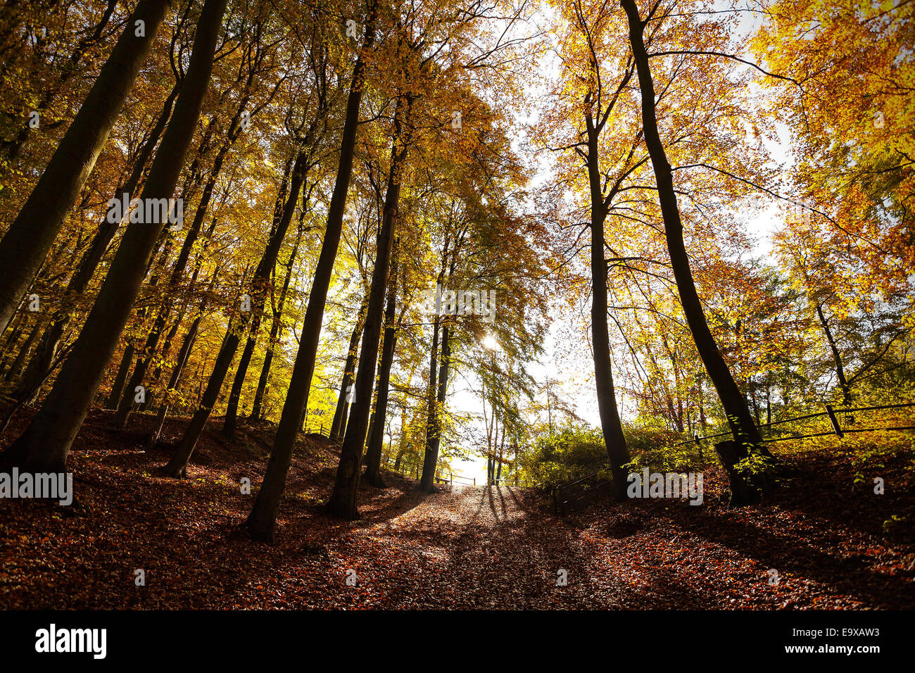 Paysage de forêt automne mystérieux. Banque D'Images