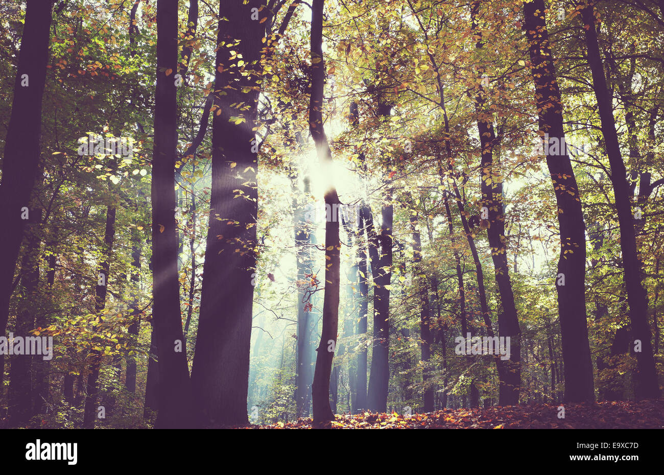 Photo d'un filtre vintage automne forêt sombre. Banque D'Images