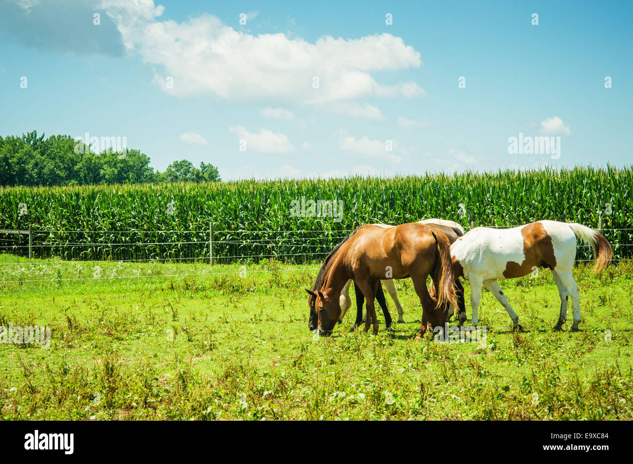 Les chevaux qui paissent dans un pâturage à côté d'un champ de maïs ; Centreville, Maryland, United States of America Banque D'Images