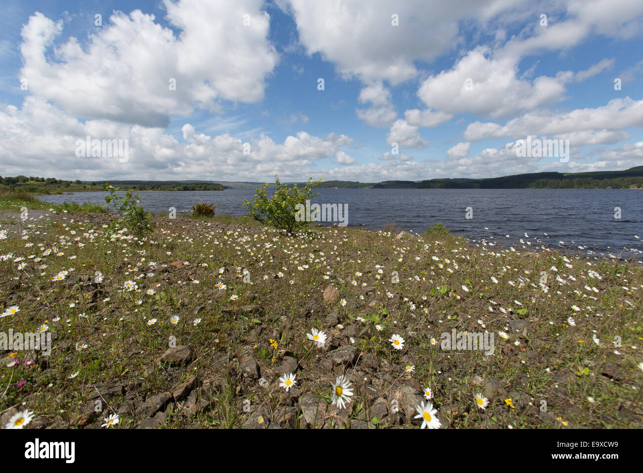 Lac de Kielder, dans le Northumberland. Au début de l'été vue pittoresque des rives du lac de Kielder près de Mouseyhaugh. Banque D'Images