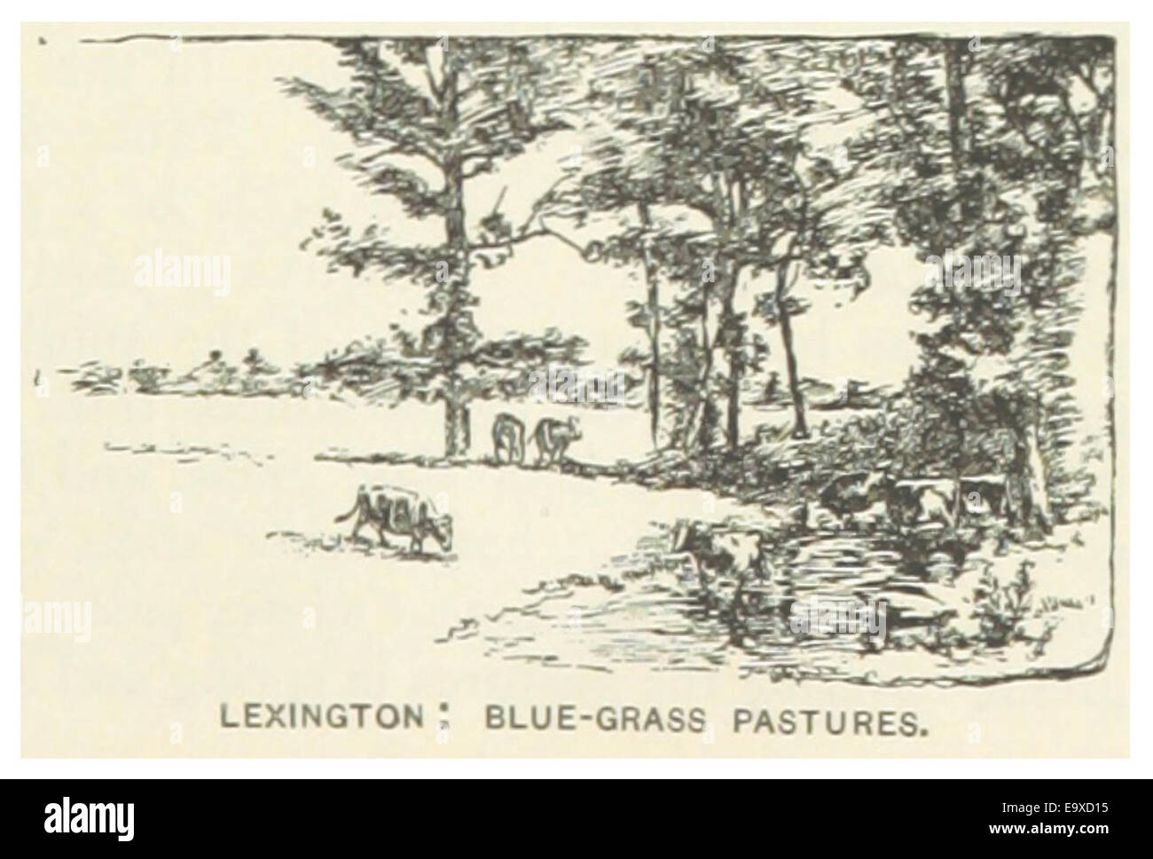 US-KY(1891) p281 LEXINGTON, BLUE GRASS Pâturages Banque D'Images