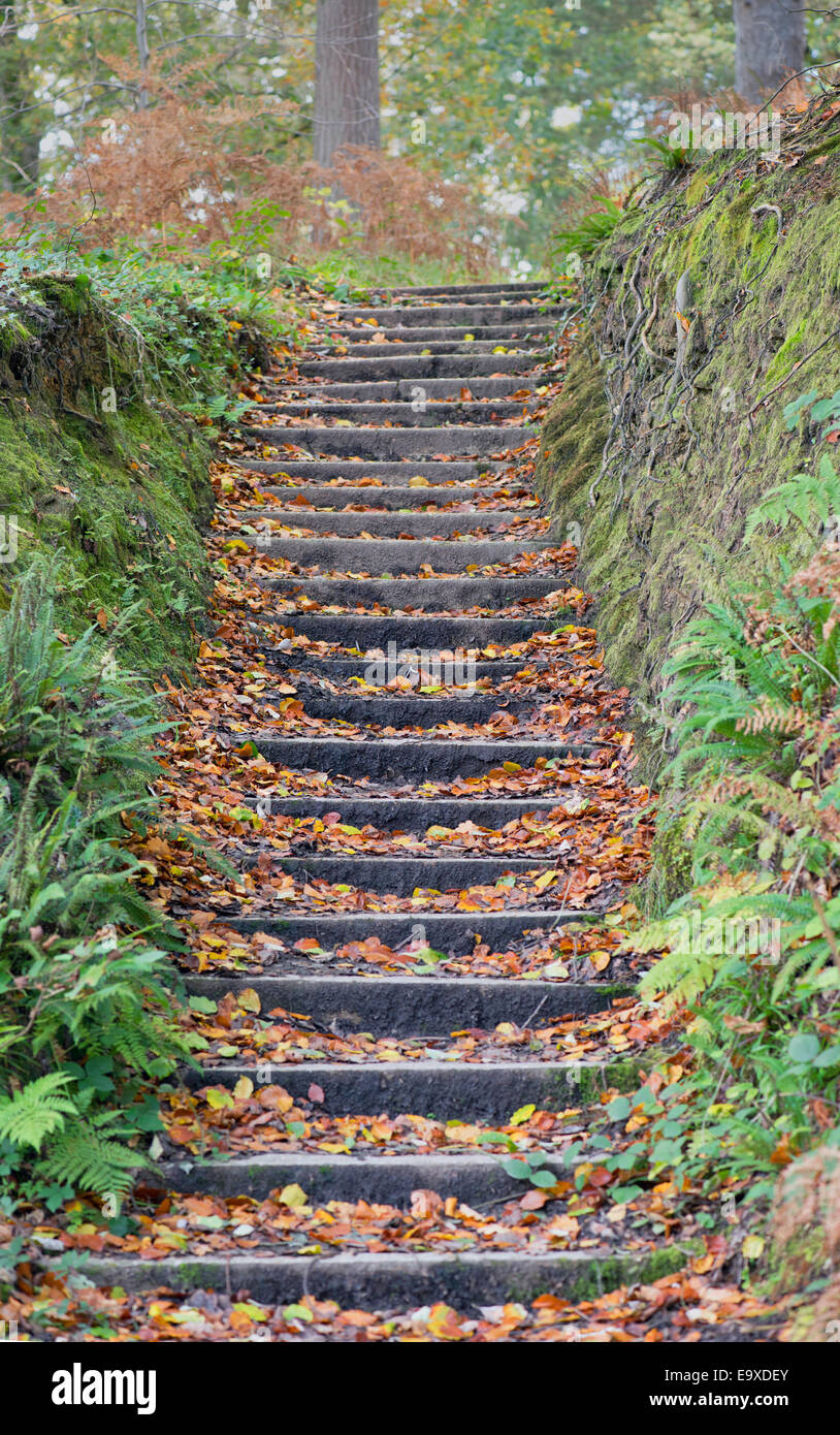 Marches de pierre à Wakehurst Place (National Trust) recouvert de feuilles mortes. Ardingly, West Sussex, Angleterre, Royaume-Uni. Banque D'Images