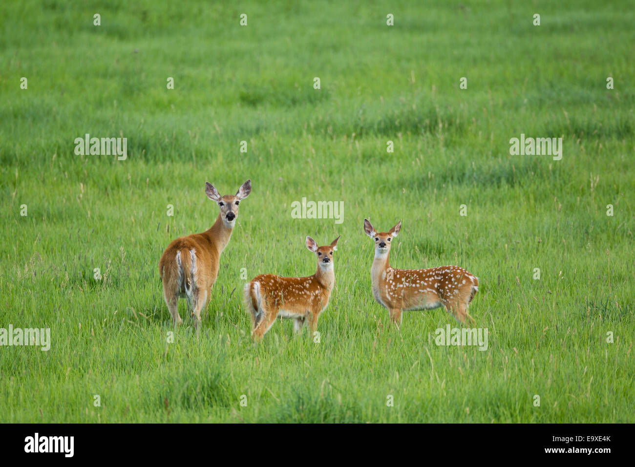 Les faons doe whitetail wyoming Banque D'Images