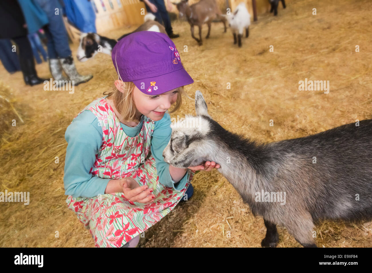 Jeune fille au chèvre au zoo pour enfants à la foire de l'état de l'Alaska, Palmer, Southcentral Alaska, USA. Banque D'Images