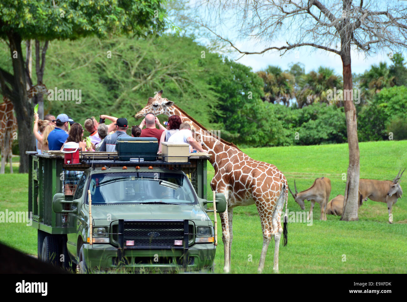 Les visiteurs d'une girafe alimentation chariot à Busch Gardens, Tampa, Florida, USA. Banque D'Images