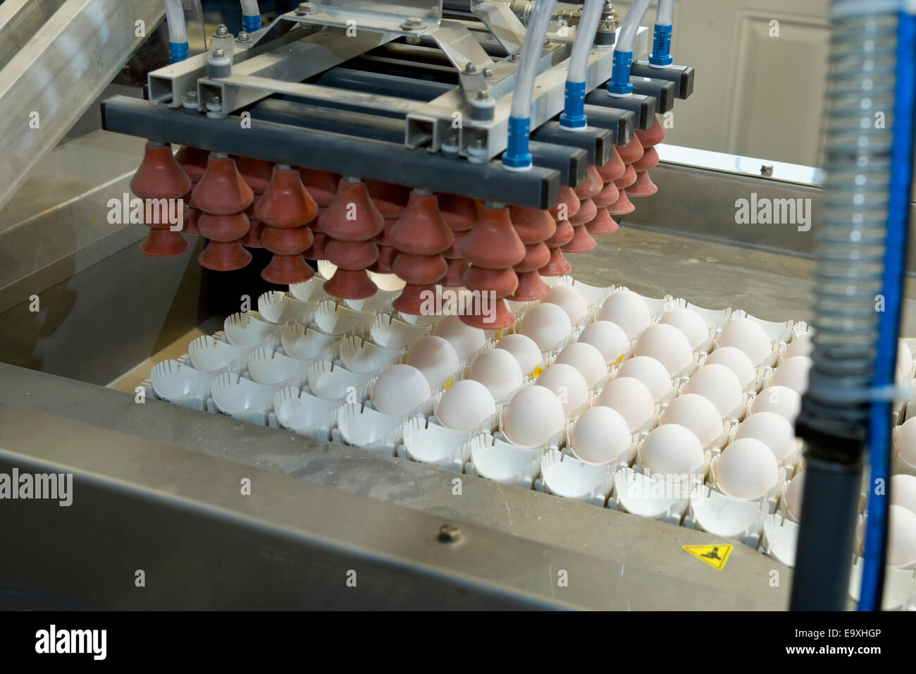 Robert,Ag,Agriculture,Agriculture,ferme,Trier, trier les Banque D'Images