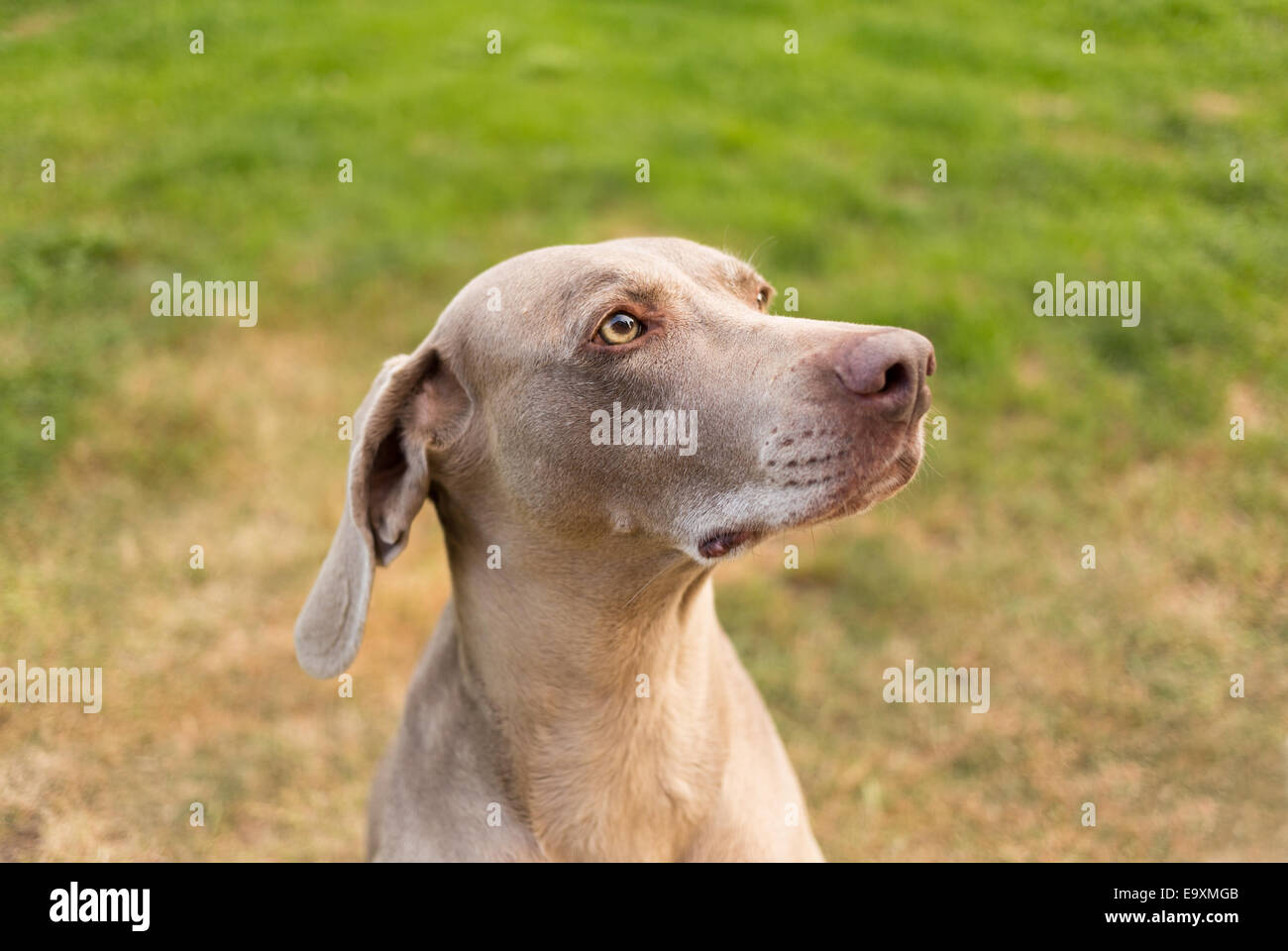 Braque de Weimar Banque D'Images