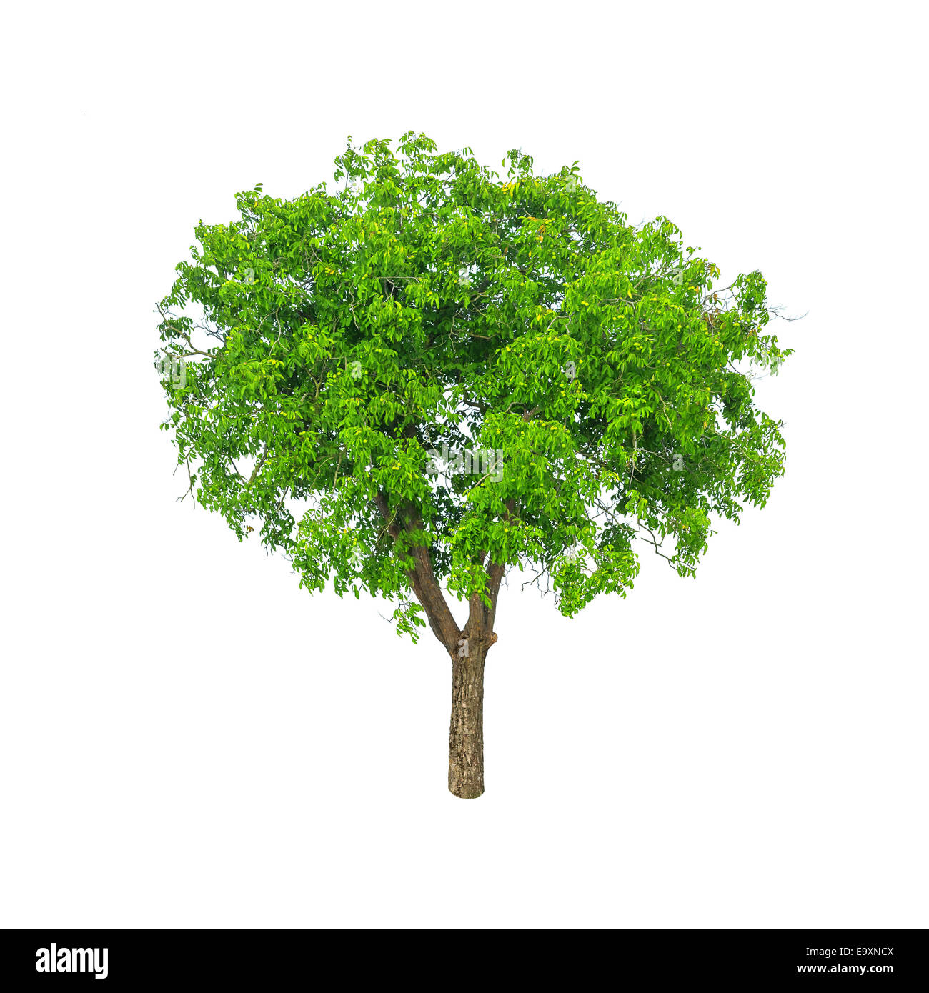 Green Tree isolated on white Banque D'Images