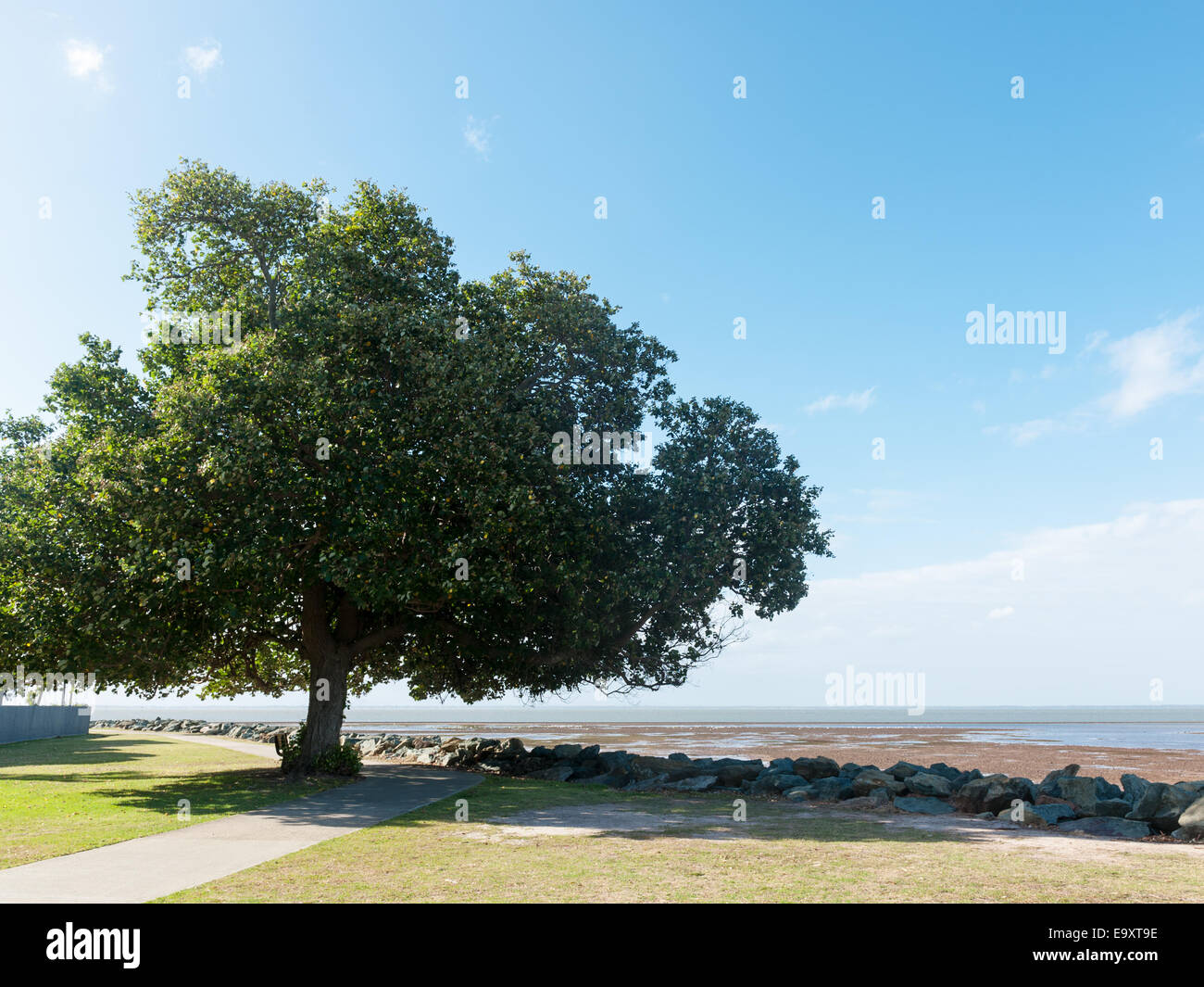 Grand arbre vert se développe près de la plage Banque D'Images