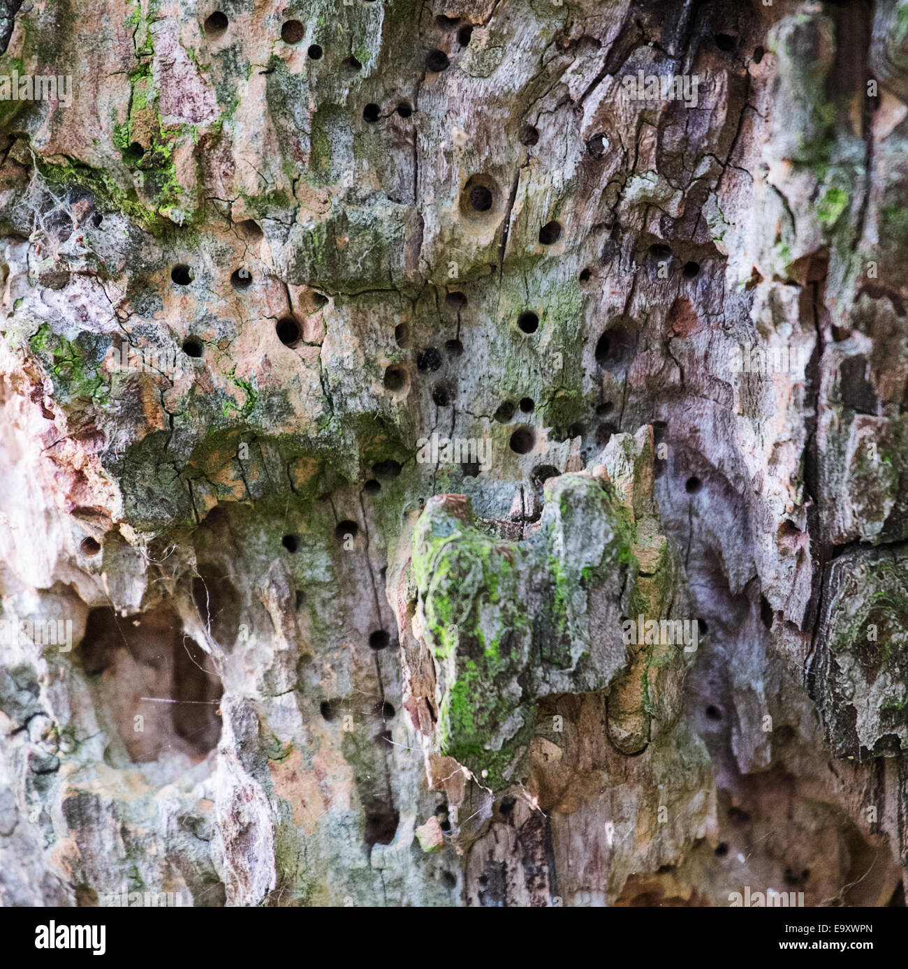 Close up d'un arbre avec de multiples trous woodworm Golf Polo Banque D'Images