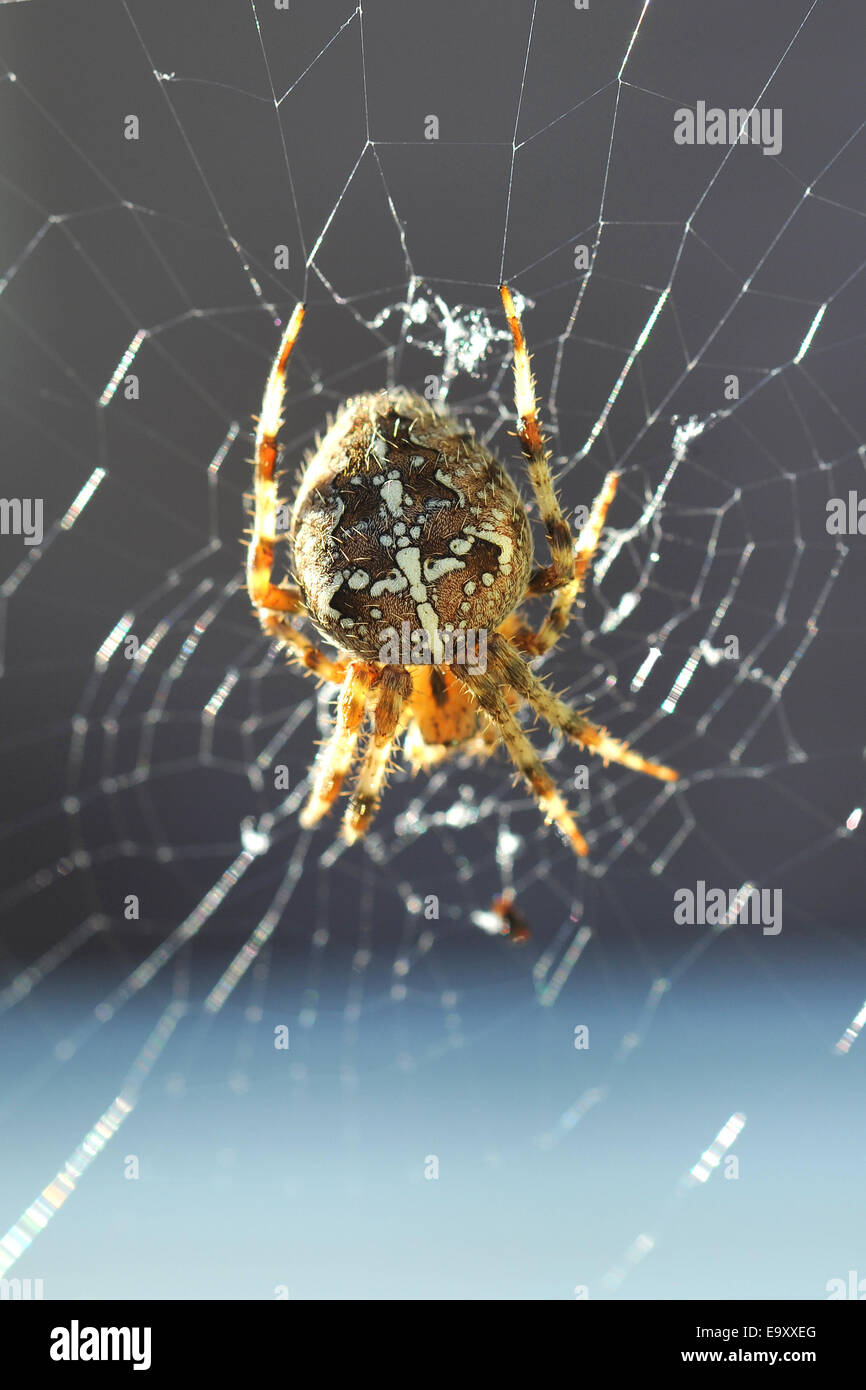 Araignée Araneus Diadematus jardin européen Banque D'Images