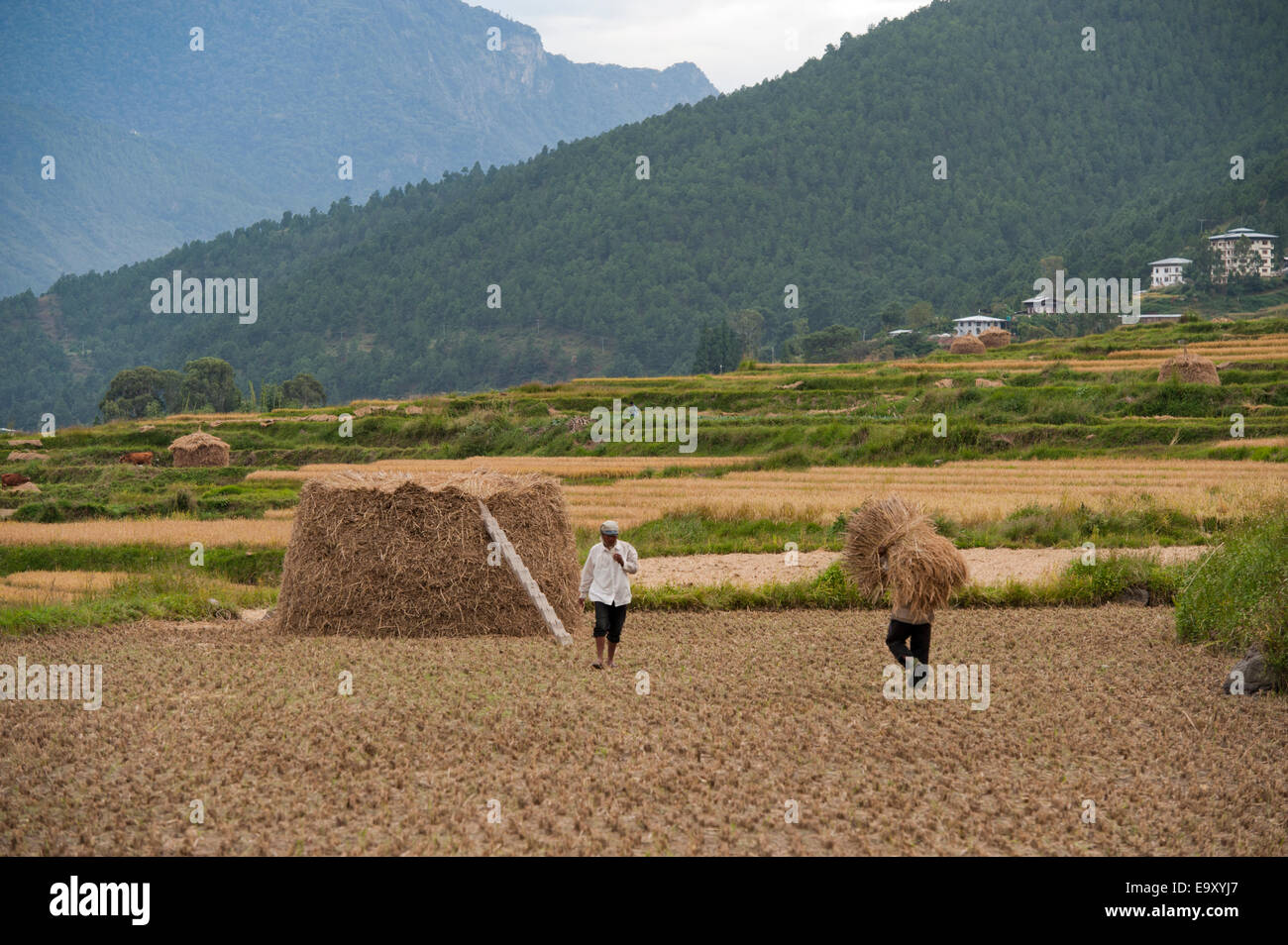 Les agriculteurs travaillant dans un champ de riz, district de Punakha, Bhoutan Banque D'Images