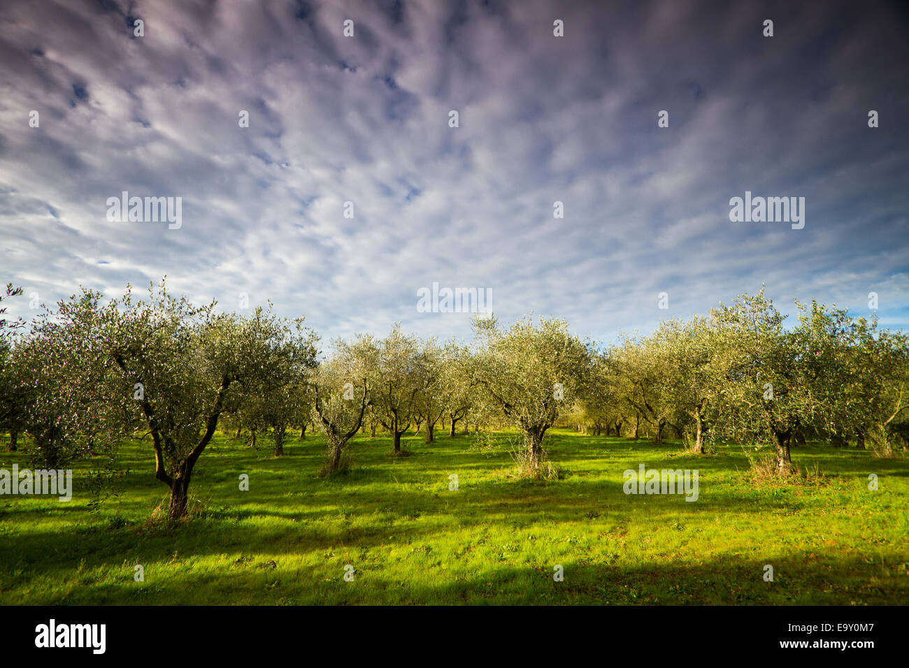 Olive Grove en Toscane, Italie Banque D'Images