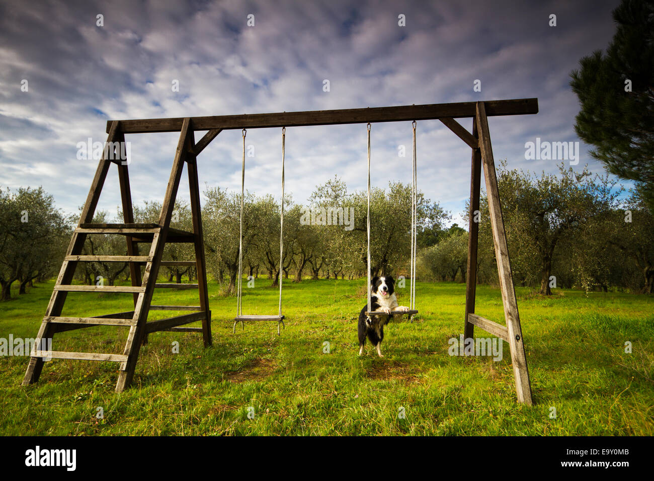 Border Collie s'appuyant sur une balançoire en bois en face d'une oliveraie, Toscane, Italie Banque D'Images