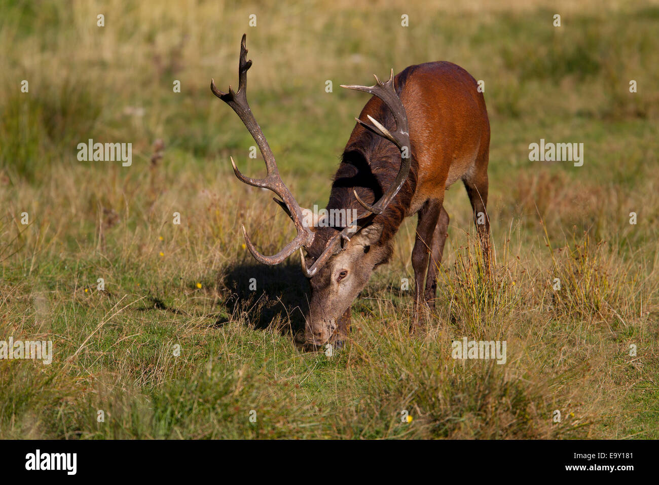 Red Deer (Cervus elaphus), forêt de Thuringe, Thuringe, Allemagne Banque D'Images